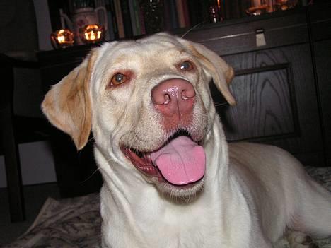 Labrador retriever Fie - Smiiiil billede 1