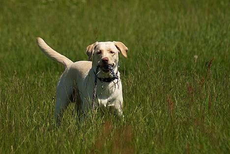 Labrador retriever Fie - Tosafoto billede 2