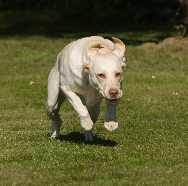 Labrador retriever Fie - ufff vand i ørene billede 3