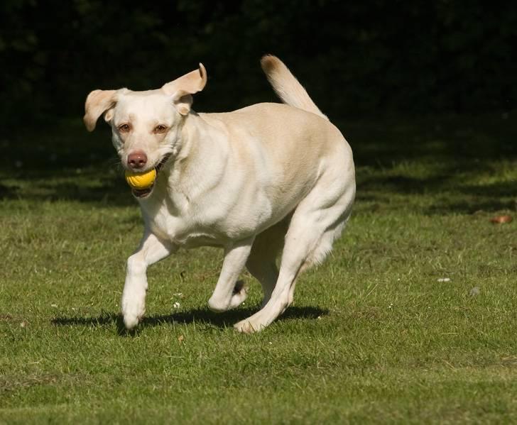 Labrador retriever Fie - Grrrrr, jeg er farlig billede 4