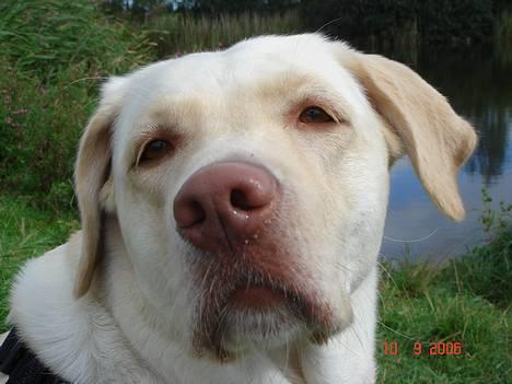 Labrador retriever Fie - Kan du stå for mig ............ billede 5