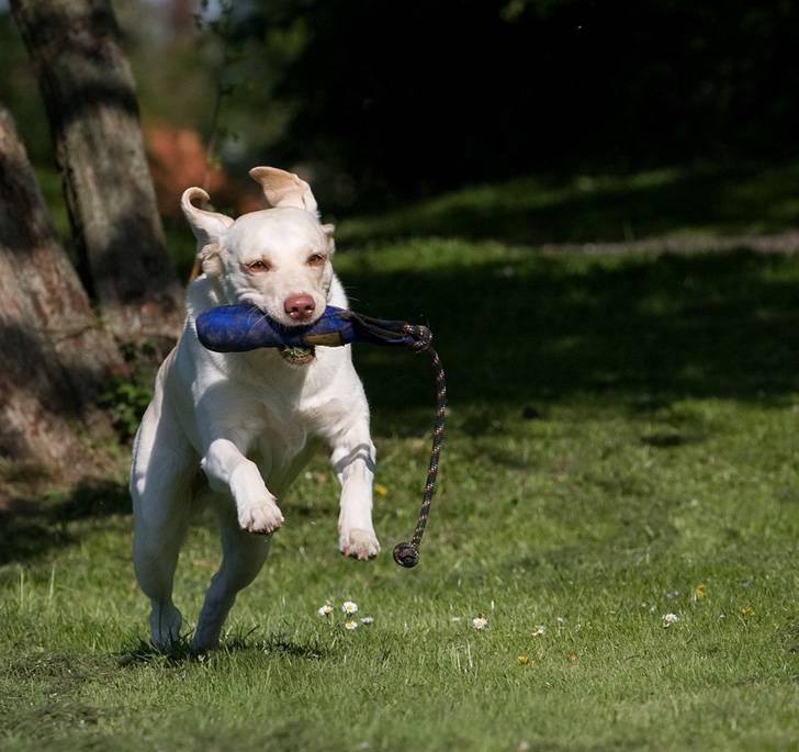 Labrador retriever Fie - Ud i bølgen blå...... billede 6