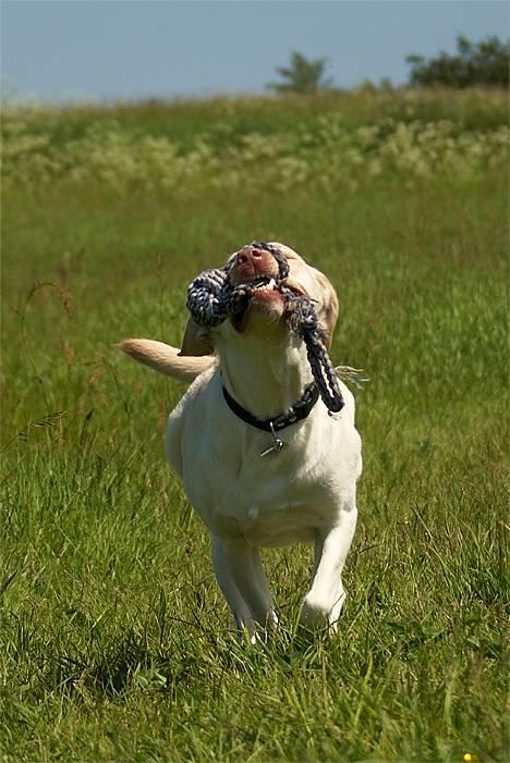 Labrador retriever Fie - Tosafoto billede 7