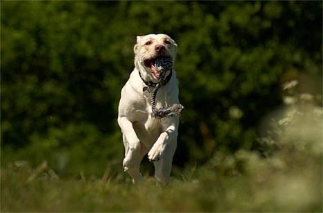 Labrador retriever Fie - Fie i fuld firspring.....billed taget af Tosafoto billede 9