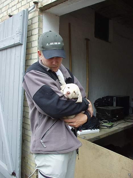 Labrador retriever Fie - Dagen hvor Fie blev valgt billede 11