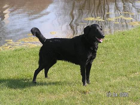 Labrador retriever Viggo    R.I.P   6-1-2010 - har lige været i vandet.. jeg er nemlig en rigtig vandhund :0) billede 4