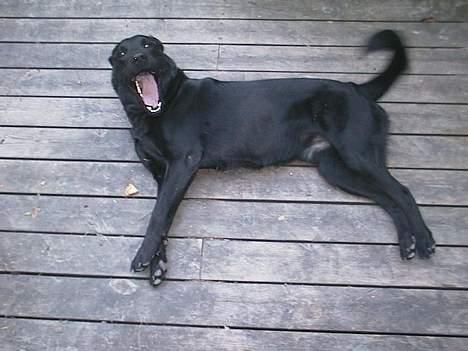 Labrador retriever Viggo    R.I.P   6-1-2010 - ZzzZZz ihh hvor er jeg træt... Gab Gab billede 5