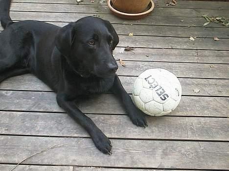 Labrador retriever Viggo    R.I.P   6-1-2010 - er der ikke nogen der vil spille fodbold med mig?! billede 6