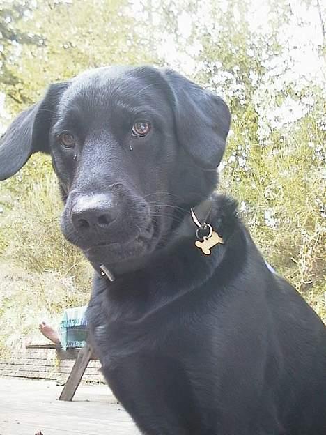 Labrador retriever Viggo    R.I.P   6-1-2010 - er jeg ikke nuttet... billede 7