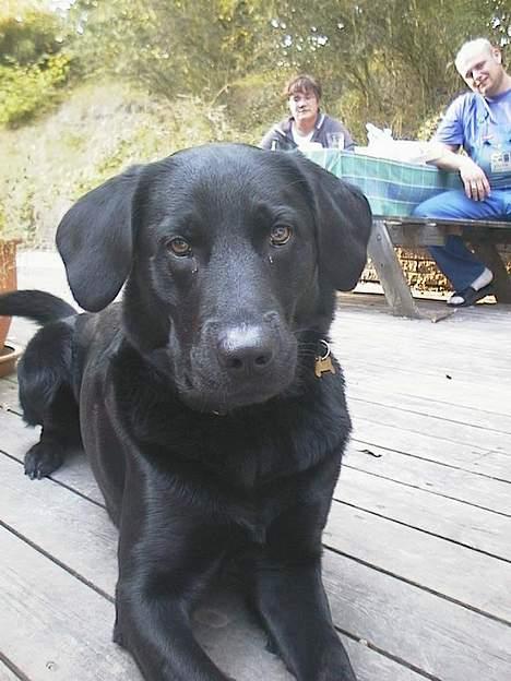 Labrador retriever Viggo    R.I.P   6-1-2010 -  kan jeg ikke bare se sød ud :0) billede 8