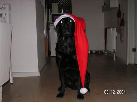Labrador retriever Viggo    R.I.P   6-1-2010 - mgi som nisse.... jeg gør det kun for en hundekiks :0) billede 9