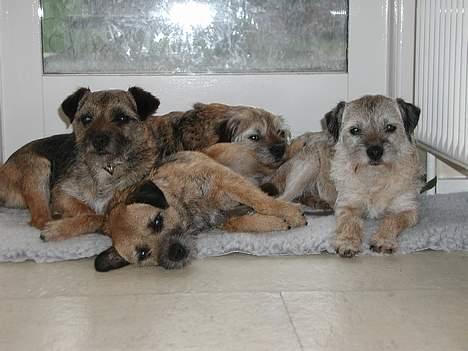 Border terrier Lutra´s Ursus - Fra venstre: Ursus, Mille, Rosie og gamle Coco! billede 2