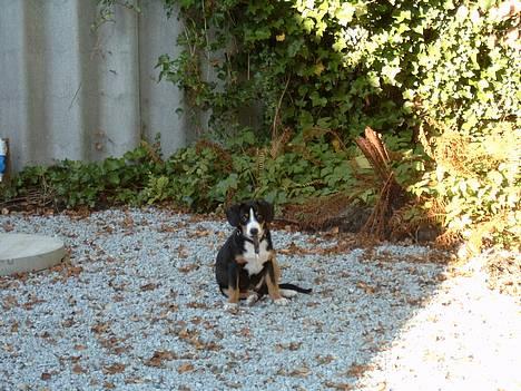 Entlebucher sennenhund Hemi - ...Miau??? Jeg har fanget en mus. billede 3