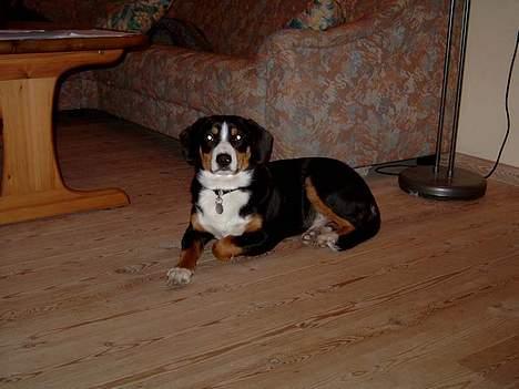 Entlebucher sennenhund Hemi - Nu er jeg da blevet lidt større - og kan også ligge på kommando. Det rykker! billede 4