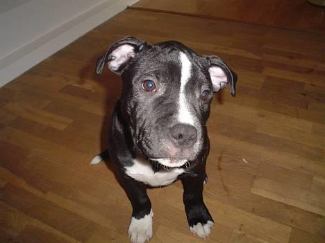 Staffordshire bull terrier Oskar - Oskar billede 1