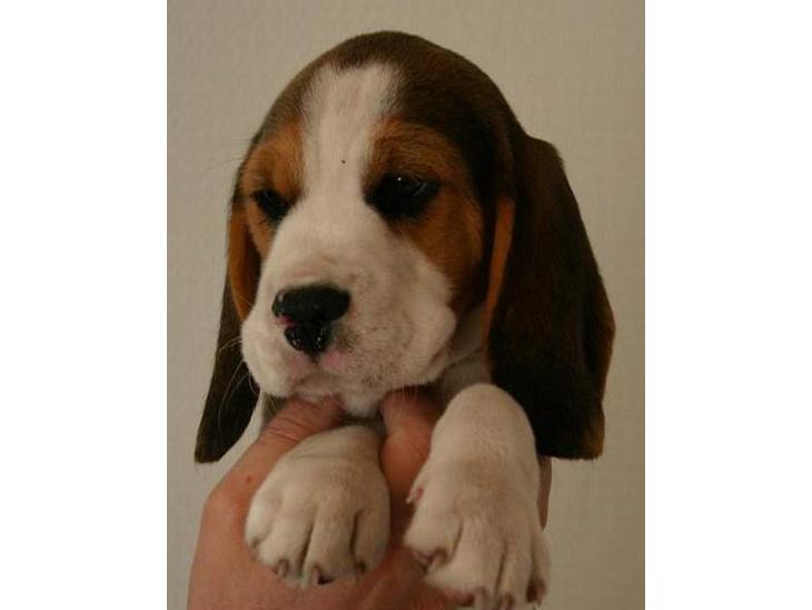 Beagle Taz billede 1