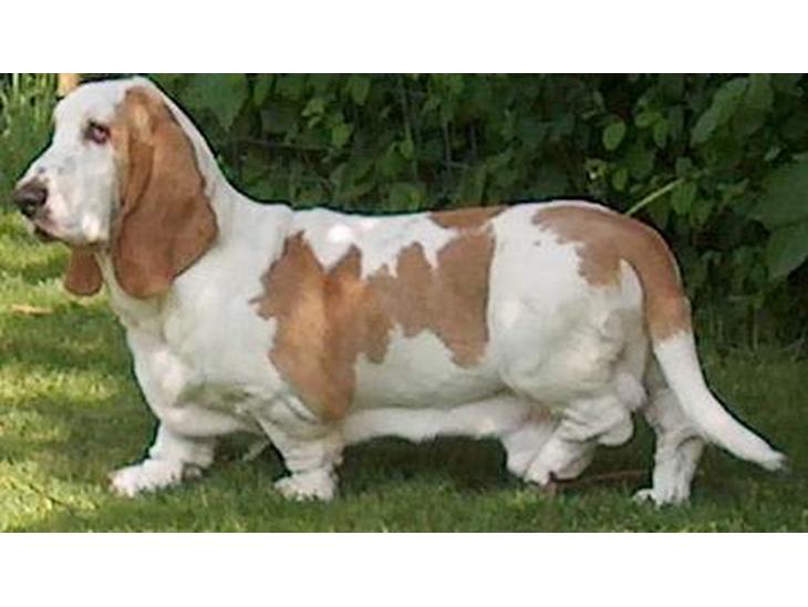 Basset hound Walter  R.I.P billede 1