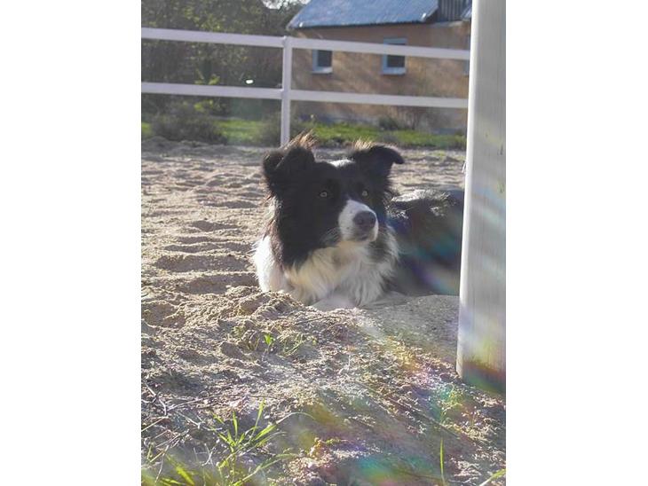 {{currentPhoto.altText}} billede {{currentPhoto.number}}