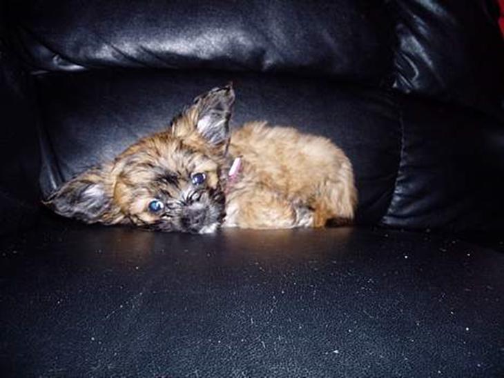 {{currentPhoto.altText}} billede {{currentPhoto.number}}