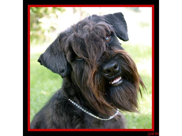 Dvaergschnauzer Sváva's Bioccolo - Tarzan - Alle Elsker Tarzan - og - han ser jo også sød ud :-) billede 1