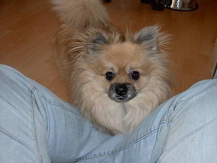 {{currentPhoto.altText}} billede {{currentPhoto.number}}