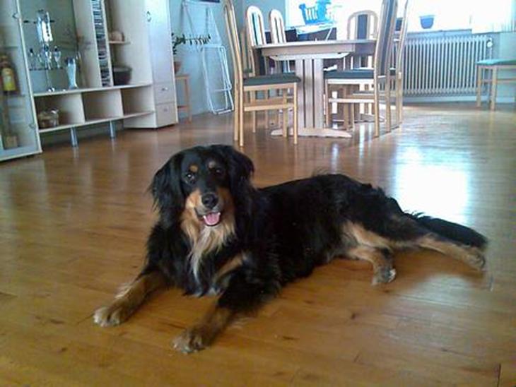 Blanding af racer Basse R.I.P - Ligger fint og for taget et nyt billede til min profil herinde ;-) billede 1