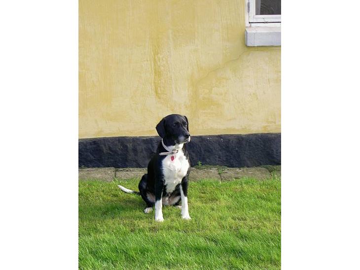 Blanding af racer R.I.P. Molly R.I.P. - 1) Molly ude ved huset. billede 1