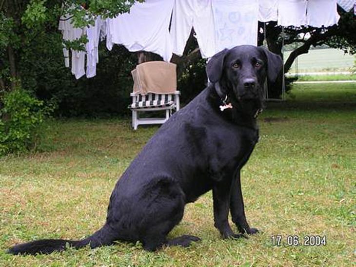 Labrador retriever Viggo    R.I.P   6-1-2010 - se hvor fin jeg er :0) billede 1