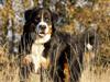 Berner sennenhund Laban