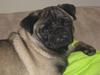 Mops gismo