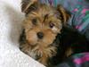 Yorkshire terrier Audi