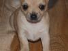 Chihuahua Penny