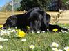 Labrador retriever Charlie