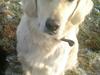 Golden retriever Luna