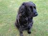Blanding af racer Lady *Himmelhund*
