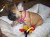 Fransk bulldog Shila Bouledogue Français