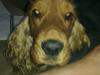 Cocker spaniel Chicco