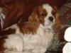 Cavalier king charles spaniel Emma