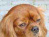 Cavalier king charles spaniel Anton