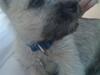 Cairn terrier Mika