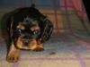 Cavalier king charles spaniel Fraja