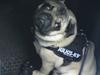 Mops Noah