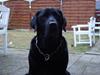 Labrador retriever Bamse * RIP * [ Himmelhund]