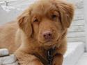 Nova scotia duck tolling retriever Cody
