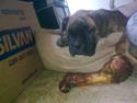 Boxer Mito