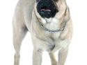 Blanding af racer Mops/Griffon Rocco