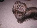 Shih tzu Frida