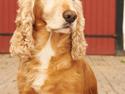 Cocker spaniel Janus