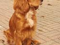 Cocker spaniel Sussi