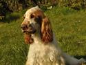 Cocker spaniel Nuggi